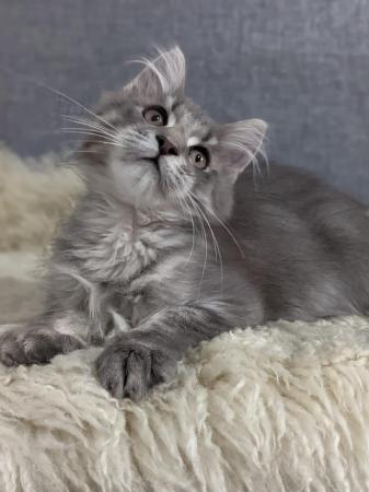 Image 6 of Stunning silver blue smoke Maine Coon Stud GCCF
