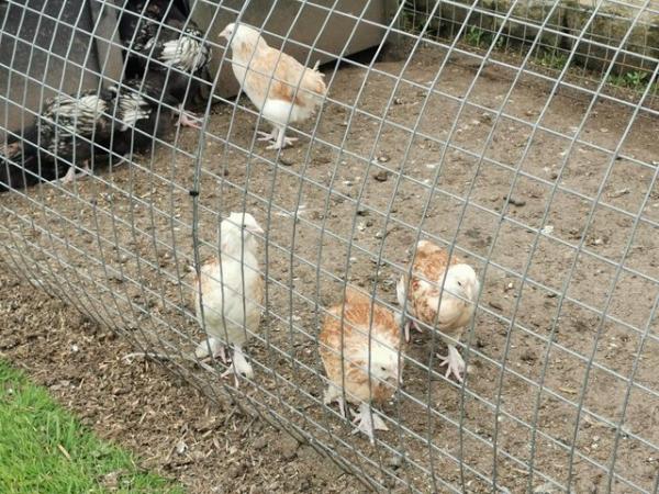 Image 13 of PURE BREED HENS, SALMON FAVEROLLE'S, ORPINGTON'S, CHICKENS