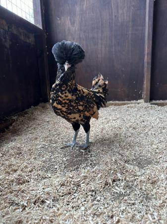 Image 5 of Young bantam hens, variety of colours and breeds