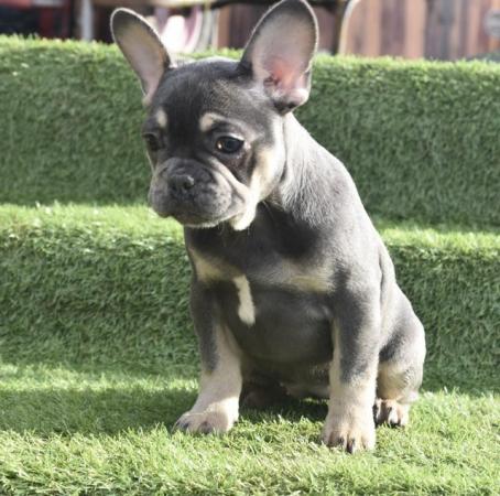 Image 2 of 3 Adorable French Bulldog pups left