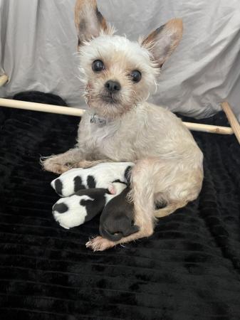Image 2 of Litter of 3 Shichon X puppies