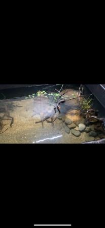 Image 3 of Re-homing all snapping turtles
