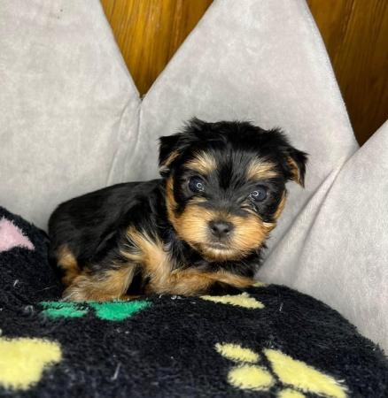 Image 5 of Pedigree Yorkshire Terrier puppies