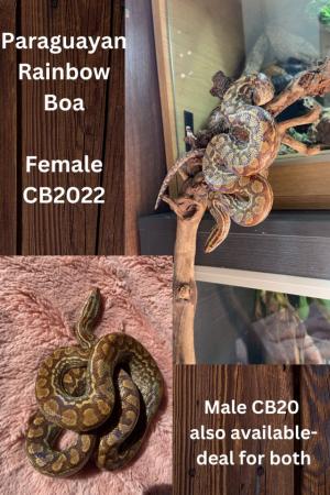 Image 4 of Pair of Paraguayan Rainbow Boas- Male-CB20 & Female-CB22