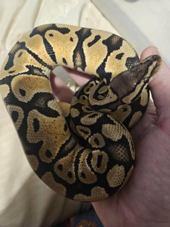 Image 4 of 6 month female ball python
