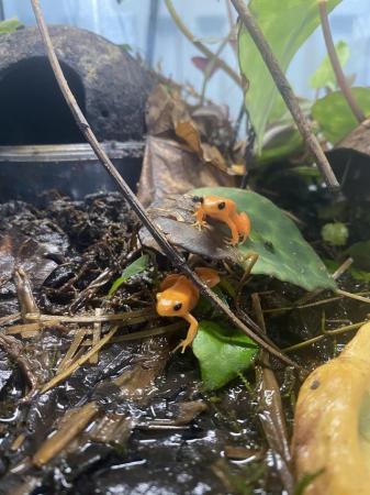 Image 7 of 3x golden mantella frogs, vivarium PLUS supplies for another