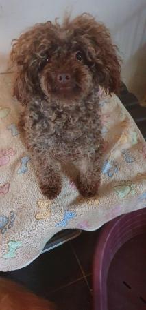 Image 10 of kc reg tiny chocolate toy poodle for stud only