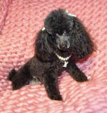 Image 12 of XXXXXXXS Micro Tiny Toy Poodle Girl Puppy 9 months old