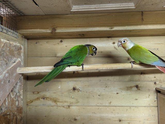 Preview of the first image of Conures avairy birds ....