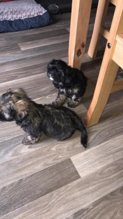 Image 16 of 2 beautiful male shih tzu left £500 ready now 9 week old