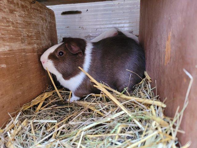 Preview of the first image of Guinea pig female x2 live together come with cage.