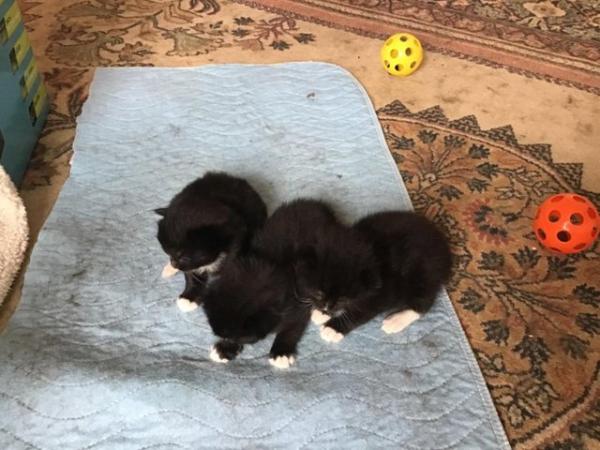 Image 10 of Three beautiful baby kittens