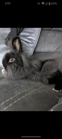 Image 5 of Male and female double main lion head rabbits