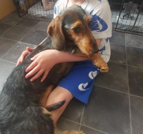 Image 10 of I have a stunning female dachshund for sale.