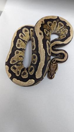 Image 2 of Cb22 spotnose vanilla trick royal python