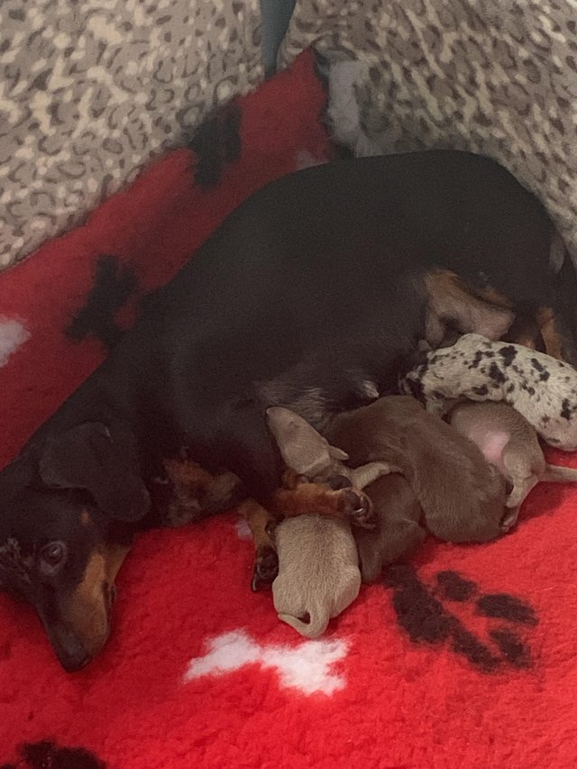 Preview of the first image of 8 week old Isabella & tan female miniature dachshund.