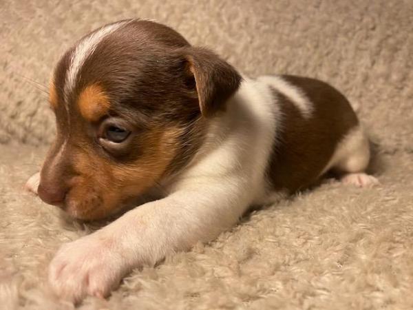Miniature Jack Russells Puppies for sale in Ashorne, Warwickshire - Image 6