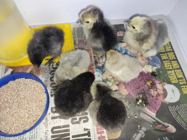 Image 2 of Silkie and pekin chicks unsexed