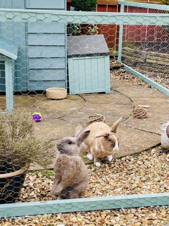 Image 3 of Bonded pair of rabbits looking for a 5 star home.