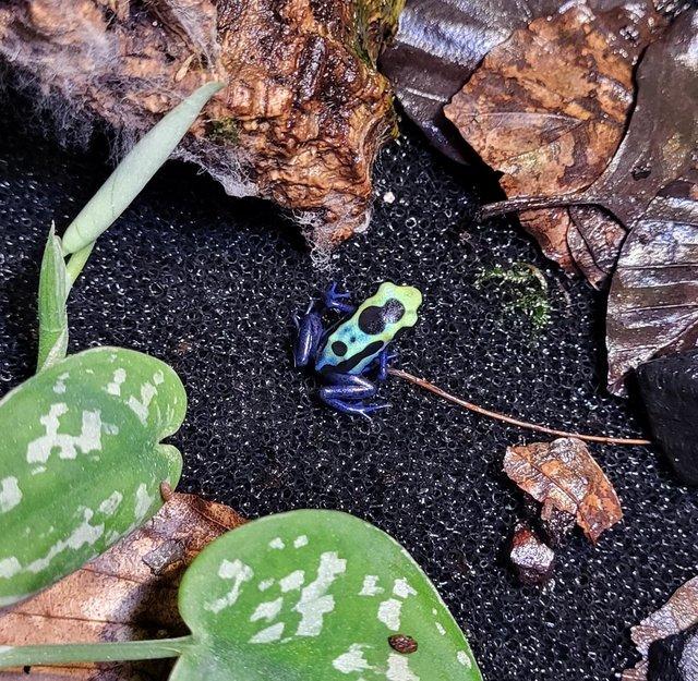 Preview of the first image of Dart frog dendrobate Tinctorius Green Sipaliwini froglets.