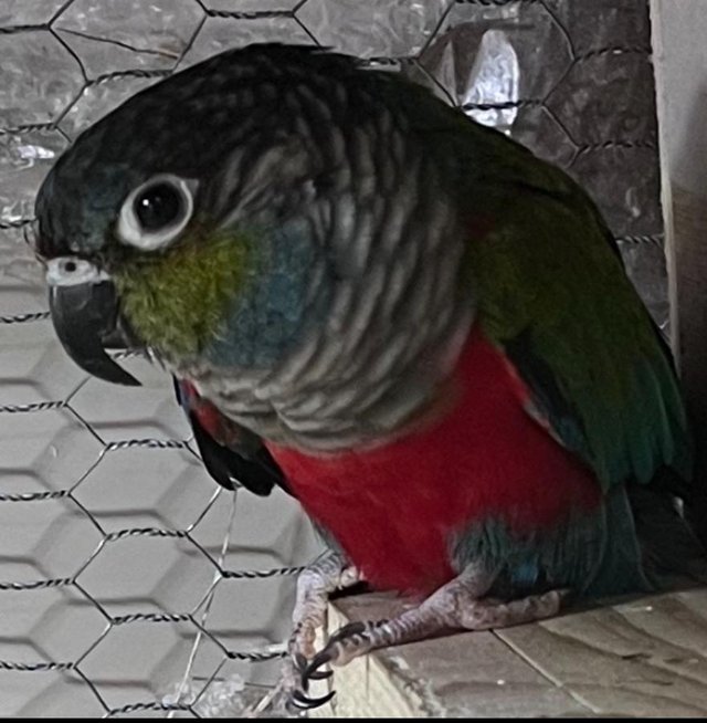 Preview of the first image of Crimson Belly Conure with dna certificate.