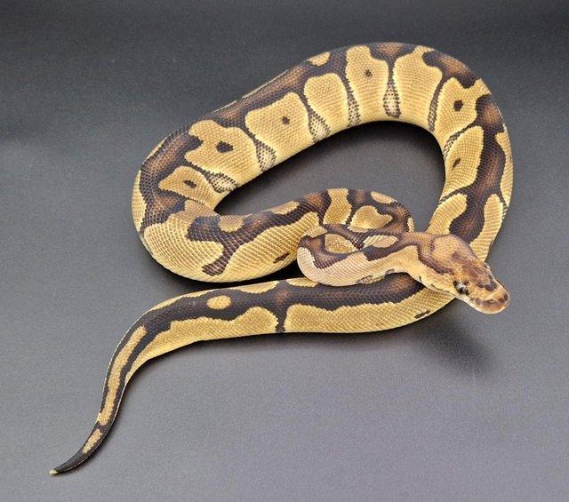Preview of the first image of Clown Probable Red Stripe Female Ball Python 220502.