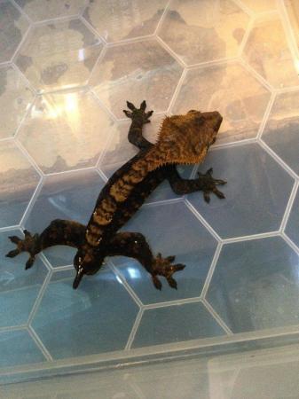 Image 4 of Harlequin crested gecko £70 Male