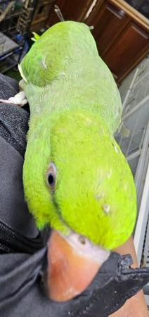 Image 5 of Silly tame hand reared ringneck.