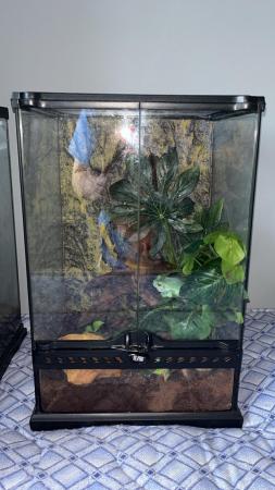 Image 4 of Whites tree frog and exo terra for sale