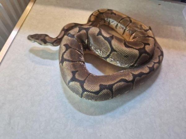 Image 3 of For sale Male spider ball python