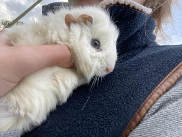 Image 1 of White male guinea pig for sale