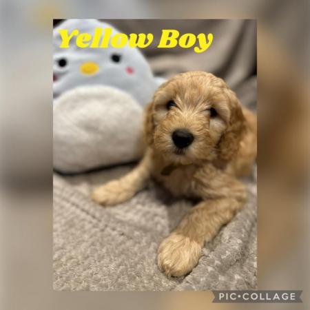 Image 4 of Australian Labradoodles Microchipped