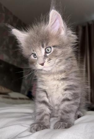Image 1 of Maine Coon Kittens for Sale