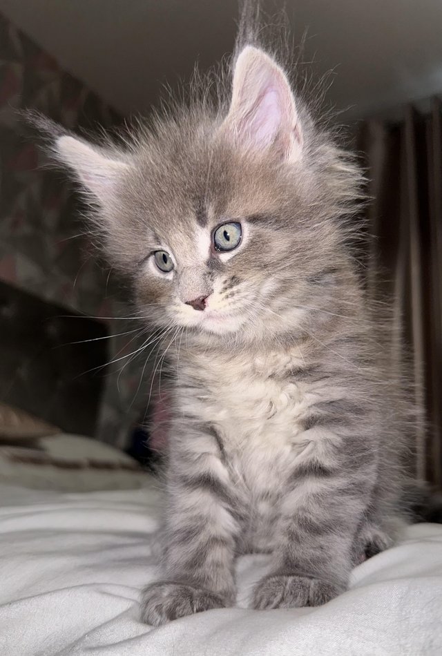 Preview of the first image of Maine Coon Kittens for Sale.
