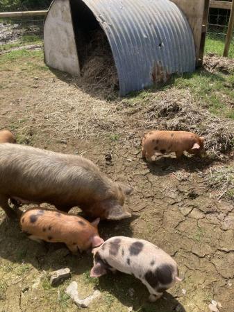 Image 2 of Unregistered Kunekune pigs for sale.