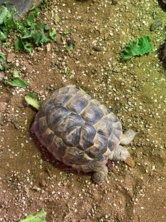 Image 2 of Spur- thighed tortoise For Sale