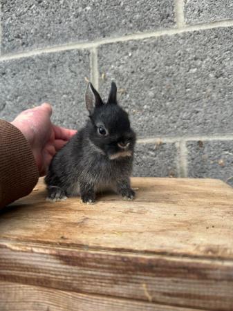 Image 5 of **ONE GIRL LEFT**Netherland Dwarf Baby Rabbit