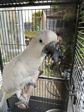 Image 2 of Cockatoo ( YELLOW CRESTED)