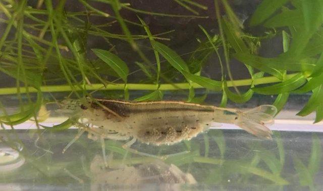 Image 2 of Cory,Amano Shrimp,Gourami,Platy,Dwarf Pufferfish for sale
