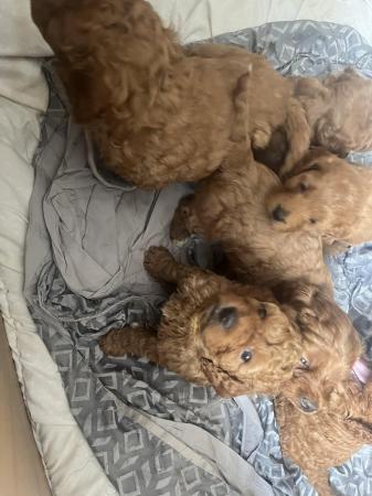 Image 11 of Top cockerpoo puppies girls and boys available
