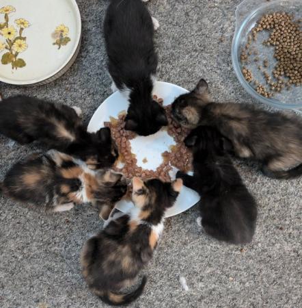 Image 7 of Beautiful, playful friendly, bottle fed kittens.