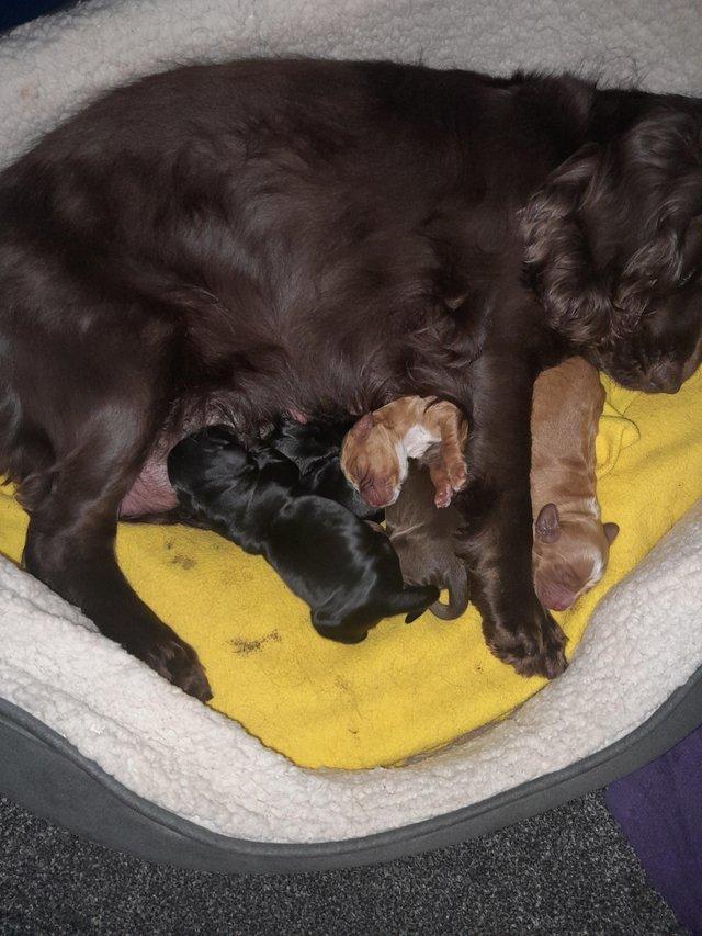 Preview of the first image of Cocker spaniel puppies Show type.