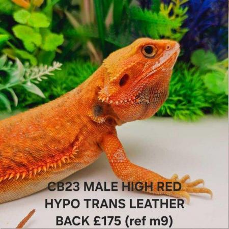 Image 13 of Lots of bearded dragon morphs available