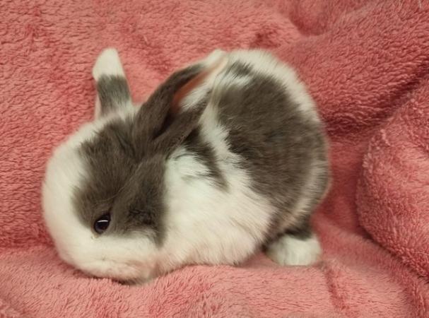 Image 5 of Stunning Baby Mini Lop's