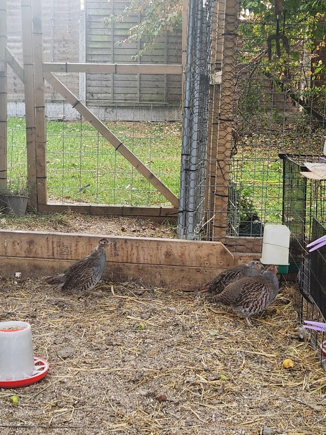Grey (English ) partridges for sale — photo 3 of 4