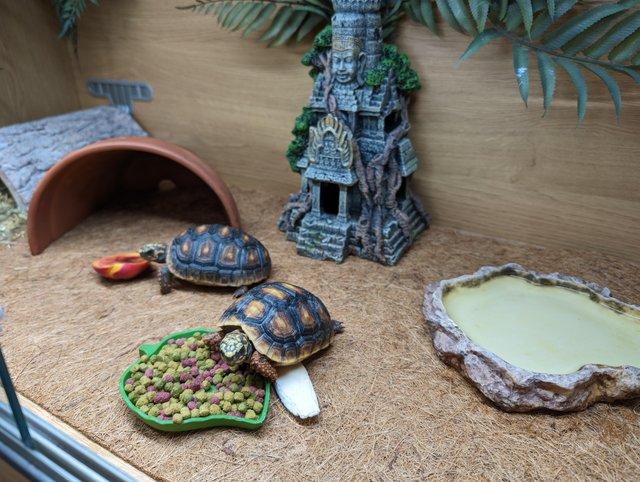 Preview of the first image of Pair of Red Legged Tortoise and vivarium and stand.