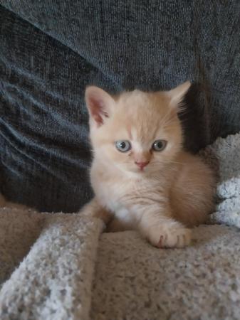 Image 7 of Pedigree Cream British Shorthair Kittens