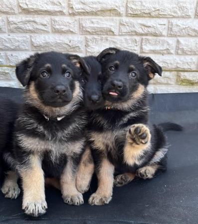 Image 1 of German shepherd puppies ready now