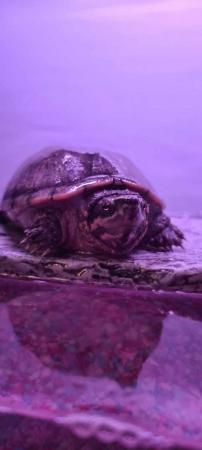 Image 2 of 1 year old Musk Turtle with full tank set up