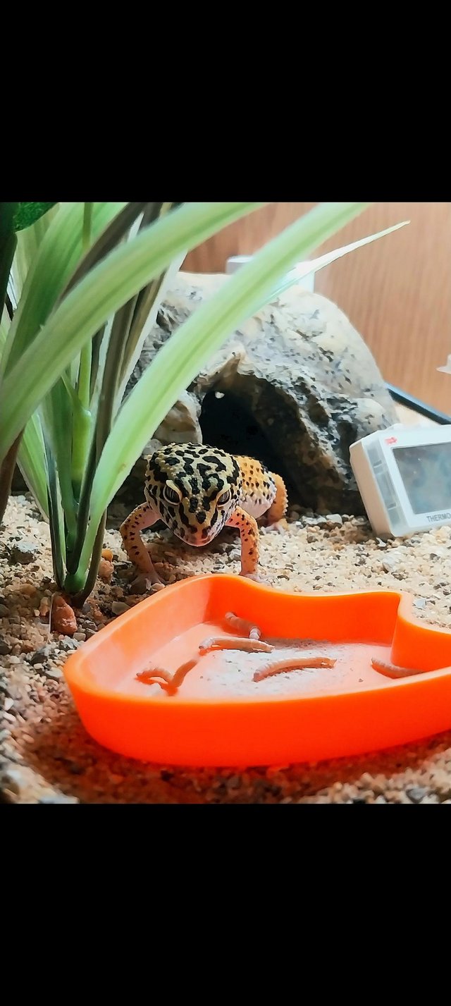 Preview of the first image of Female leopard gecko 1 year old.